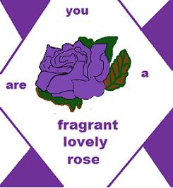 a fragrant rose